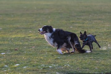 Bild 4 - Hundeshooting